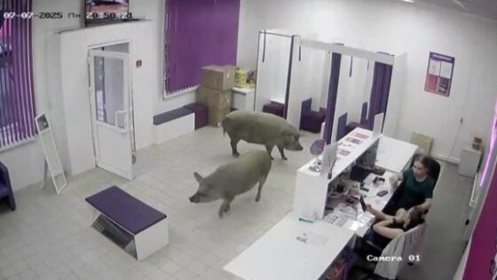 Pigs rule Photo 0001 Video Thumb