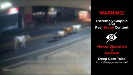 Motorcyclist collides with cow in Brazil locals respond violently Photo 0001 Video Thumb