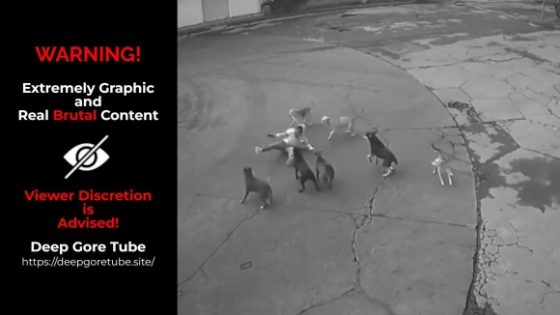 Woman attacked by pack of stray dogs in Mexico and suffers multiple injuries Photo 0001 Video Thumb