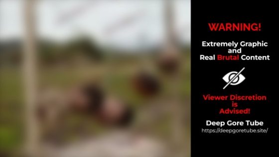 Five human heads found hanging in Puerto Lopez Ecuador Photo 0001 Video Thumb
