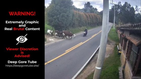 Motorcyclist crashes into runaway cow in Colombia Photo 0001 Video Thumb