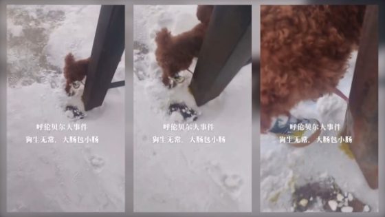 Poodle Gets Penis Stuck to Frozen Fence While Marking Territory in China Photo 0001 Video Thumb