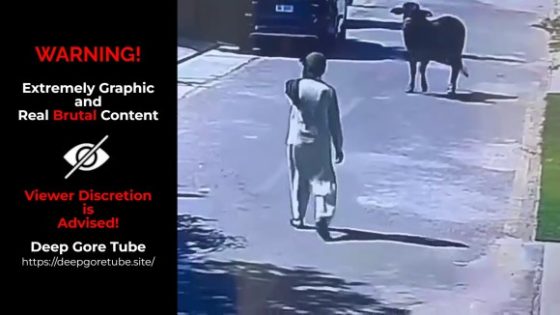 Elderly man injured by runaway cow in Pakistan Photo 0001 Video Thumb