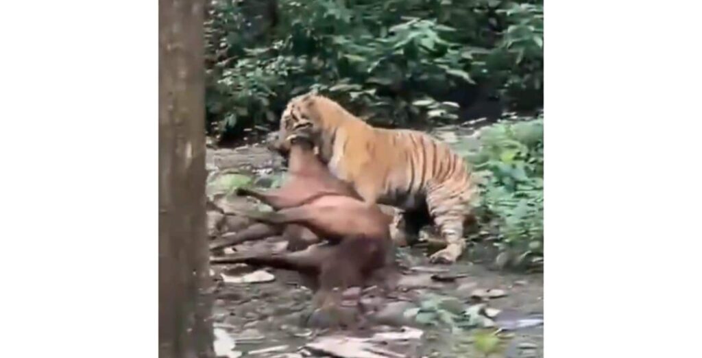 Tiger dragging a horse near Garjiya by Corbett Tiger Reserve