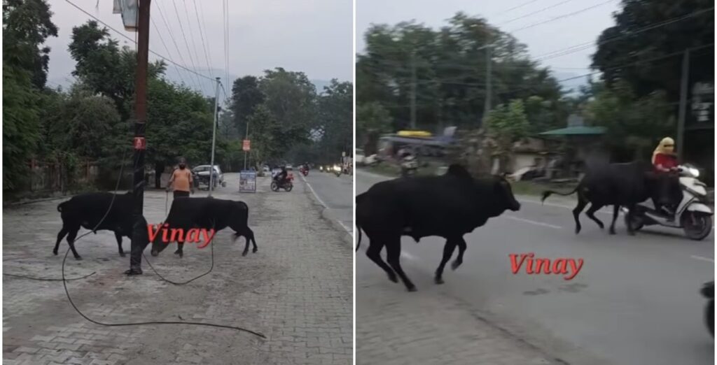 Bull running into the path of a woman riding a scooter in Rishikesh.